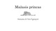 Apie knygą „Mažasis princas“