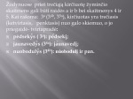 3 Kirčiuotė 3