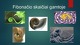Fibonačio skaičiai gamtoje