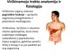 Virškinamojo trakto anatomija ir fiziologija