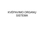Kvėpavimo organų sistema skaidrės 1