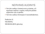 Nervinis audinys medicinos skaidrės 2