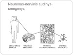 Nervinis audinys medicinos skaidrės 3
