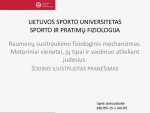 Raumenų susitraukimo fiziologinis mechanizmas Motoriniai vienetai, jų tipai ir vaidmuo atliekant judesius 1