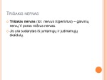 5-asis galvinis (Trišakis) nervas 2