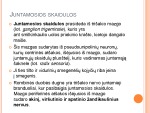 5-asis galvinis (Trišakis) nervas 3