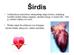 Širdies ir kraujagyslių sistema skaidrės 2