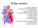 Širdies ir kraujagyslių sistema skaidrės 3