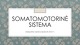 Somatomotorinė sistema