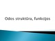 Oda ir jos sandara skaidrės