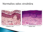 Oda ir jos sandara skaidrės 2
