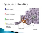 Oda ir jos sandara skaidrės 3