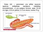 Kasa: topografija, sandara, funkcijos 2