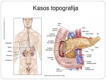 Kasa: topografija, sandara, funkcijos 3