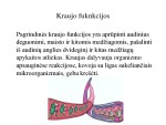 Kraujo grupės nustatymo būdai 3