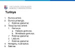 Virškinimo sistema: Burnos ertmė 2