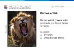 Virškinimo sistema: Burnos ertmė 3