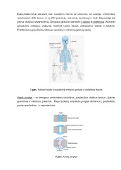 Judėjimo organų sistemos anatomijos ir fiziologijos pagrindai 3