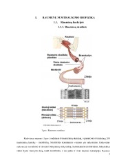 Raumenų susitraukimo biofizika 3