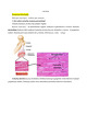 Raumenų histologija ir fiziologija