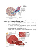 Raumenų histologija ir fiziologija 2