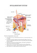 Integumentary system presentation