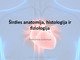 Širdies anatomija, histologija ir fiziologija