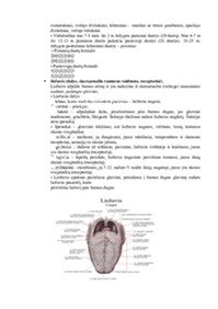 Anatomijos studijų dalyko egzamino kontroliniai klausimai 3