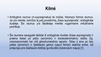 Raumens įplyšimas: Supraspinatus įplyšimas 2