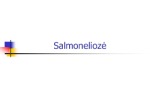 Salmoneliozė 1