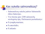 Salmoneliozė 3
