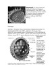 Hepatitas B