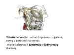 Nuskausminimo anatomija odontologije 3