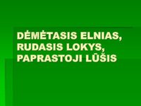 Gyvūnų pristatymas: Dėmėtasis elnias, rudasis lokys, paprastoji lūšis 1