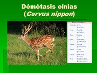 Gyvūnų pristatymas: Dėmėtasis elnias, rudasis lokys, paprastoji lūšis 2