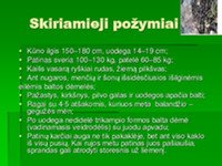 Gyvūnų pristatymas: Dėmėtasis elnias, rudasis lokys, paprastoji lūšis 3