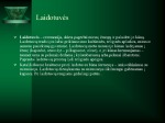 Laidotuvių papročiai 2