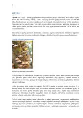 Grybų nauda žmogaus sveikatai 3