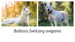 Baltasis šveicarų aviganis 1
