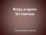 Belgų aviganis Terviurenas 1
