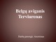 Belgų aviganis Terviurenas