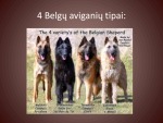 Belgų aviganis Terviurenas 3