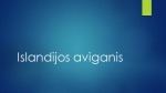 Islandijos aviganis 1