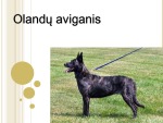 Olandų aviganis 1