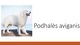 Podhalės aviganis