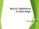 Belgų grifonas 