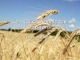 Žemės ūkis, miškininkystė ir maisto perdirbimas