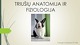 Triušių anatomija ir fiziologija